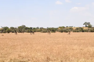 DSC_3527 (Large).JPG